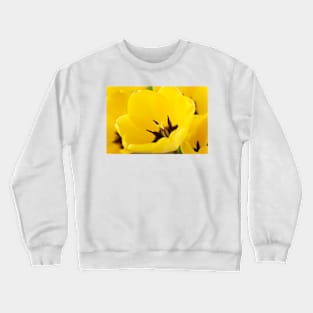 Tulipa  'Golden Apeldoorn' Darwin Hybrid Group  Tulip Crewneck Sweatshirt